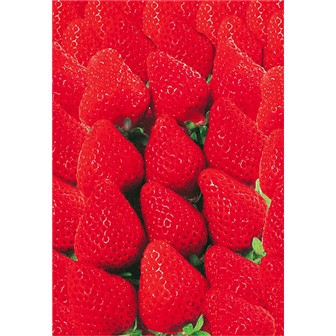 いちごベースカード（1パック100枚入）