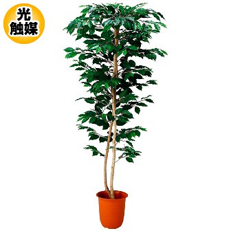 ［大型送料］ベンジャミン（M） グリーン