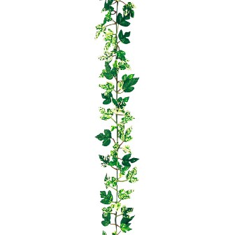 ニューオランダアイビーガーランド