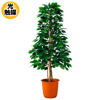 ［大型送料］ベンジャミンツリー