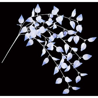 ホワイトバーチリーフエコシダレ