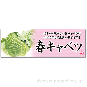 パラポスター 春キャベツ