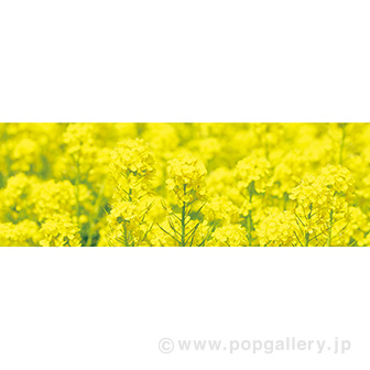 ラウンドシート 菜の花（写真）