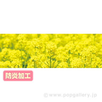 ラウンドシート 菜の花（写真） （防炎加工）