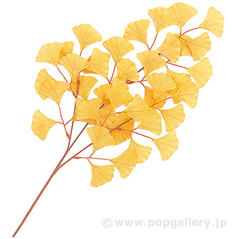 スプレイいちょう