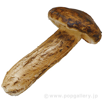 食品サンプル 松茸（大）