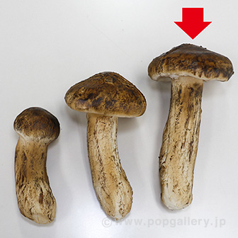食品サンプル 松茸（大）