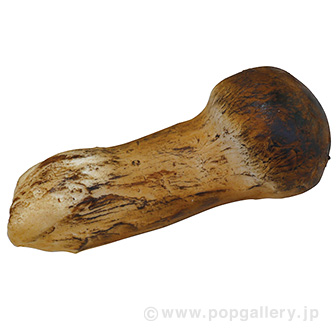 食品サンプル 松茸（小）