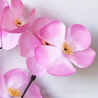 ニュー大桜スプレー