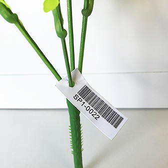 ニュー菜の花ブッシュ