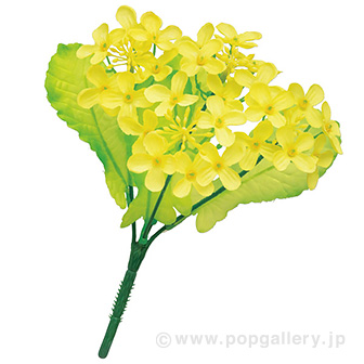 菜の花ブッシュ