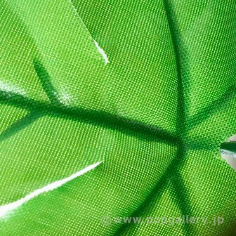 朝顔ガーランド