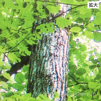 木漏れ日若葉タペストリー（防炎加工）