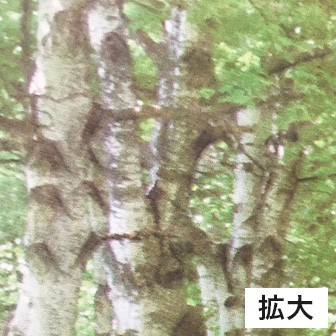 白樺並木タペストリー（防炎加工）