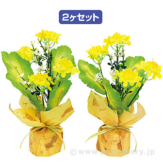 菜の花ペアラッピング