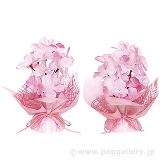 春色桜ペアセット