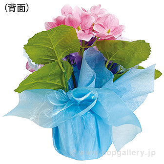 カラフルアジサイラッピング