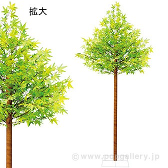 楓立木 (高さ:230cm)