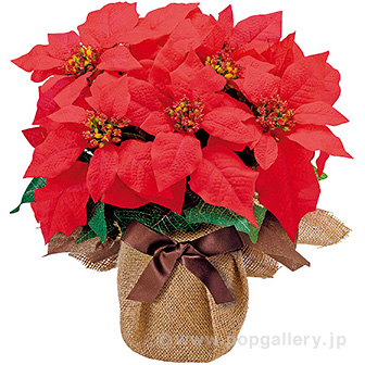 ポインセチアジュートポット