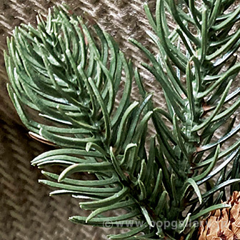 180cmウッドバケットツリー