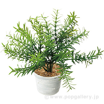 ローズマリーポット