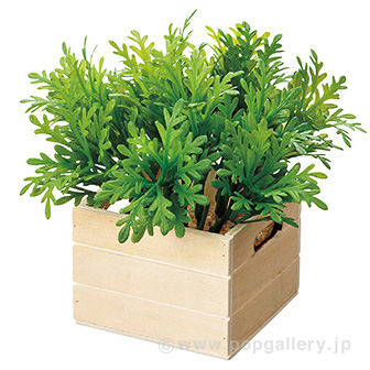 シロタエコンテナボックス