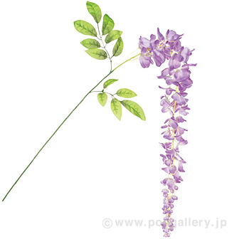 大房藤スプレー（大）ラベンダー LA(ラベンダー)