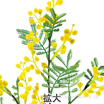 ミモザハンギング