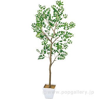 トネリコツリー