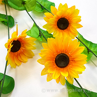 ひまわり3本シダレ