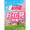 A3ポスター お花見特集（10枚入）