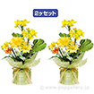 菜の花ペアラッピングポット