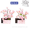 山桜ペアアレンジポット