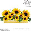 ひまわりアレンジプランター