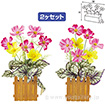 コスモス垣根ポットセット