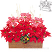 ポインセチアアレンジプランター