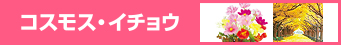 コスモス・イチョウを見る