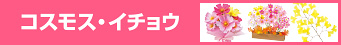 コスモス・イチョウを見る