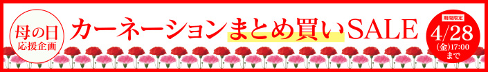 カーネションまとめ買いSALE