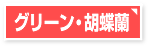 グリーン・胡蝶蘭