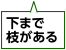 下まで枝がある