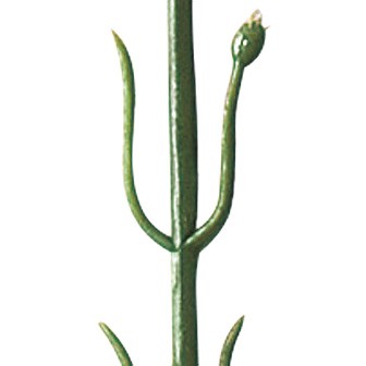 カーネーション(中)