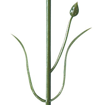 カーネーション（大）