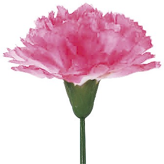 ピンクカーネーション（小）