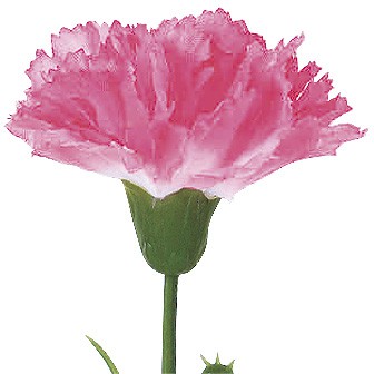 ピンクカーネーション(小)