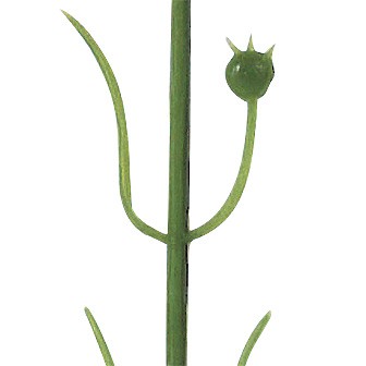 ピンクカーネーション(小)