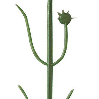 カーネーション(小)