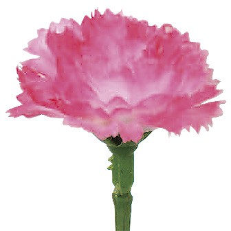 ミニピンクカーネーション