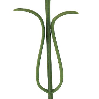 ミニピンクカーネーション