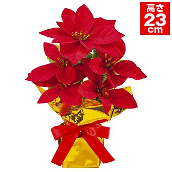 ポインセチアローコストポット